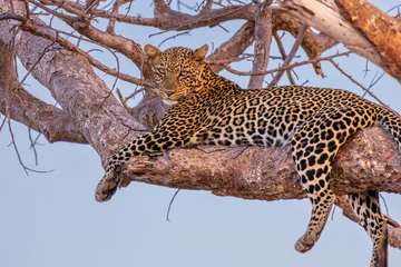 Tuinposter African leopard lying on a branch © Lars Fortuin