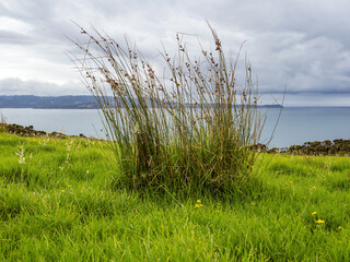 Carex divulsa (grey sedge) grass