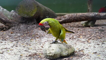 Red-fronted Macaw|Psittaciformes|Psittacidae|Ara|紅額金剛鸚鵡|紅額麥鷍