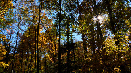 autumn in the forest (sunstar)