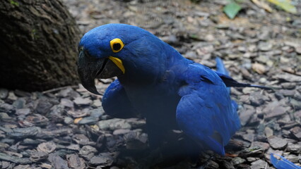 Plakat Hyacinth Macaw | Anodorhynchus hyacinthinus | 紫藍金剛鸚鵡|紫藍麥鷍