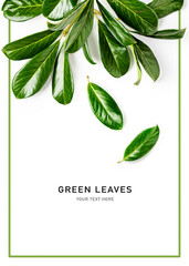 Green leaves creative frame on white background.