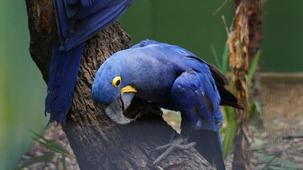Hyacinth Macaw|Anodorhynchus hyacinthinus|紫藍金剛鸚鵡|紫藍麥鷍