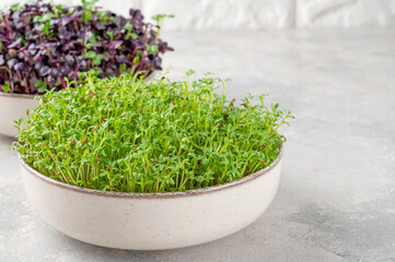 Fresh cress salad, green and purple leaves radish microgreens in a ceramic bowl. Vegan and healthy eating concept. Micro herbs. Copy space.