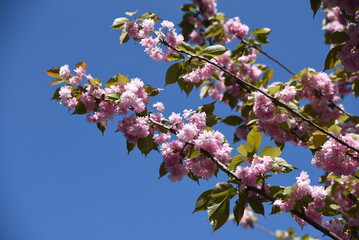 Cerisier fleuri au printemps