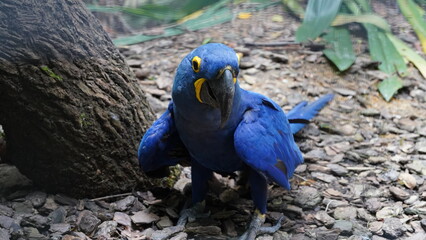 Hyacinth Macaw|Anodorhynchus hyacinthinus|紫藍金剛鸚鵡|紫藍麥鷍