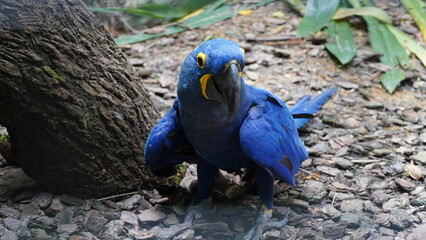 Hyacinth Macaw|Anodorhynchus hyacinthinus|紫藍金剛鸚鵡|紫藍麥鷍