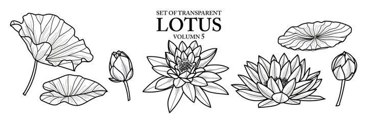 Cute hand drawn isolated black outline lotus on transparent background png file (Volumn 5)
