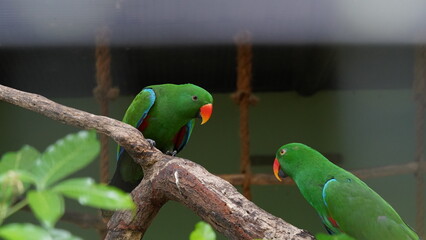 Eclectus Parrot|sumba eclectus|鹦鹉|桑巴岛