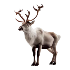 Zelfklevend Fotobehang deer isolated on white background © I LOVE PNG