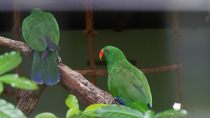 Eclectus Parrot|sumba eclectus|鹦鹉|桑巴岛