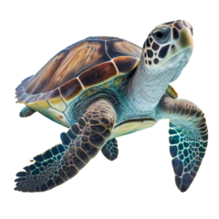 Tuinposter turtle isolated on white background © I LOVE PNG