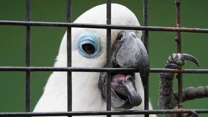 Psittaciformes| Cacatuidae|Cacatua|Cacatua ophthalmica|葵花鳳頭鸚鵡|藍眼鳳頭鸚鵡