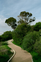 Fototapeta na wymiar Landscape of footpath in the green park. Natural background.