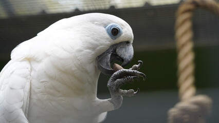 Psittaciformes | Cacatuidae | Cacatua|Cacatua ophthalmica | 葵花鳳頭鸚鵡|藍眼鳳頭鸚鵡