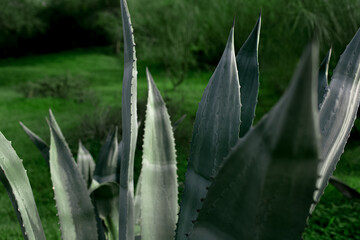 Close-up of beautiful big aloe vera flower in green garden.