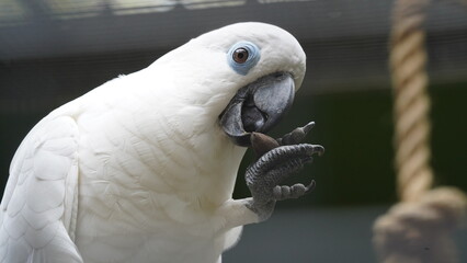 Psittaciformes| Cacatuidae|Cacatua|Cacatua ophthalmica|葵花鳳頭鸚鵡|藍眼鳳頭鸚鵡
