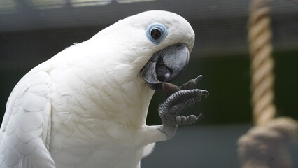 Psittaciformes| Cacatuidae|Cacatua|Cacatua ophthalmica|葵花鳳頭鸚鵡|藍眼鳳頭鸚鵡