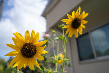 真夏に元気なヒマワリ