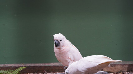 Psittaciformes| Cacatuidae|Cacatua|Cacatua ophthalmica|葵花鳳頭鸚鵡|藍眼鳳頭鸚鵡