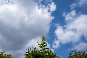 Obraz premium 夏の雄大な空にメマツヨイグサの花が伸びる