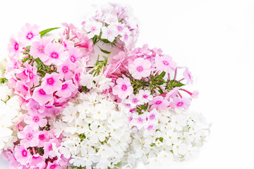 Layout of fresh multicolored phlox buds on a white background with copy space. Floral arrangement of colorful phlox flowers