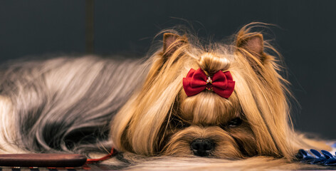 Naklejka premium yorkshire terrier in a dress