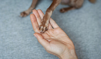 Little paw of dog on hand of owner close up.