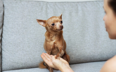 Training small dog Toy Terrier at home pet giving his paw to owner.