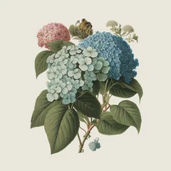 Rolgordijnen Colorful hydrangea flowers as in vintage botanical illustration, victorian still life on creamy paper  background, illustration made with generative ai © acrogame