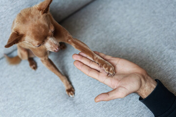 Little dog Toy Terrier giving his paw to owner.