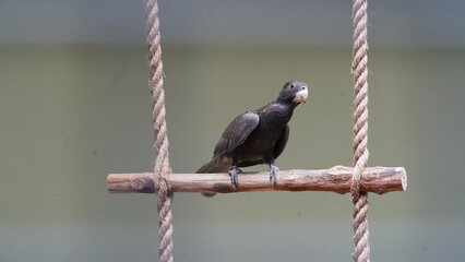 Dusky Parrot|Psittaciformes|Psittacidae|Pionus fuscus|暗色鹦哥|暗色鸚哥「Dusky...