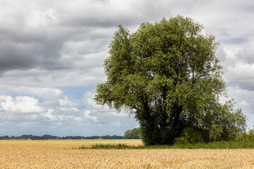 Dutch farmland in Groningen with corn field and ash tree
