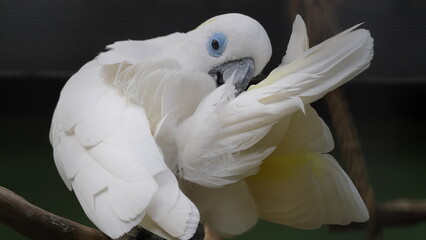Psittaciformes| Cacatuidae|Cacatua|Cacatua ophthalmica|葵花鳳頭鸚鵡|藍眼鳳頭鸚鵡
