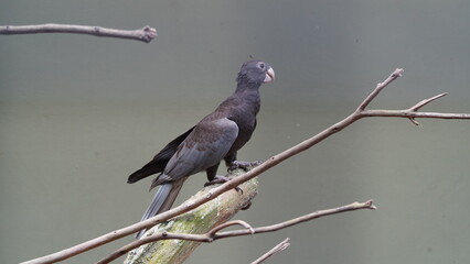 Dusky Parrot|Psittaciformes|Psittacidae|Pionus fuscus|暗色鹦哥|暗色鸚哥