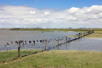 Salt marsh with sheep in Dutch province Groningen