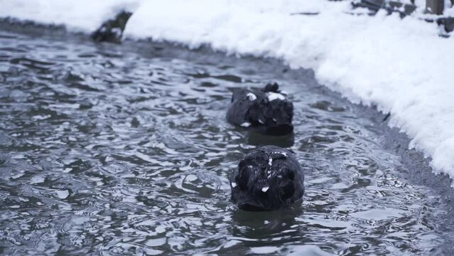 Swans swimming in snowy pool. Cygnus atratus swimming after snowfall