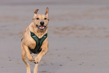 Young labrador running in the sand. Cute labrador retriever playing.