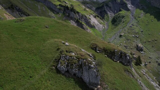 Moutons dans les Alpes