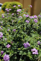 
purple flower bundle