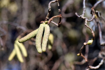 Blüten an einer Korkenzieher-Hasel