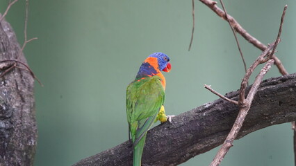 Red-collared lorikeet|Psittaciformes|Trichoglossus|Trichoglossus|紅領吸蜜鸚鵡| rubritorquis红领彩虹鹦鹉