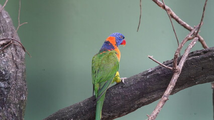 Red-collared lorikeet|Psittaciformes|Trichoglossus|Trichoglossus|紅領吸蜜鸚鵡| rubritorquis红领彩虹鹦鹉