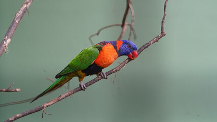 Red-collared lorikeet|Psittaciformes|Trichoglossus|Trichoglossus|紅領吸蜜鸚鵡| rubritorquis红领彩虹鹦鹉