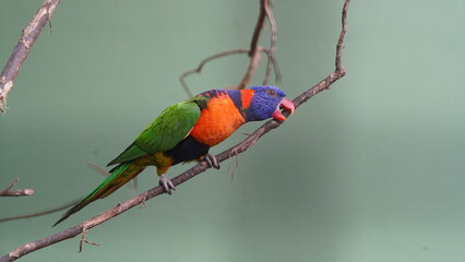 Red-collared lorikeet|Psittaciformes|Trichoglossus|Trichoglossus|紅領吸蜜鸚鵡| rubritorquis红领彩虹鹦鹉