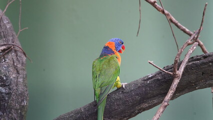Red-collared lorikeet|Psittaciformes|Trichoglossus|Trichoglossus|紅領吸蜜鸚鵡| rubritorquis红领彩虹鹦鹉