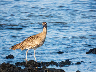 Whimbrel in front of the sea in fuerteventura