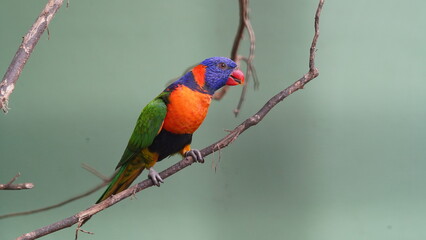 Red-collared lorikeet|Psittaciformes|Trichoglossus|Trichoglossus|紅領吸蜜鸚鵡| rubritorquis红领彩虹鹦鹉