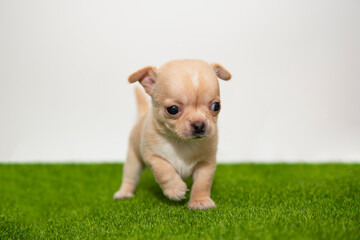 Funny chihuahua puppy dog isolated on the white background