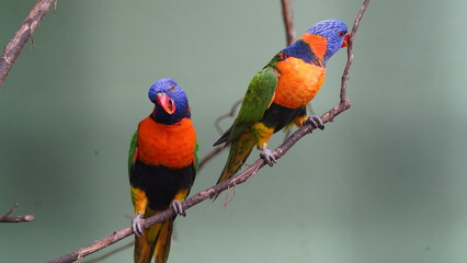 붉은목테앵무 (Aprosmictus erythropterus)는 호주와 뉴기니에 서식하는 중간 크기의 앵무새로, 화려한 깃털과 활발한 성격으로 잘 알려져 있습니다. 특히 목 주위의 붉은색 깃털이 특징이며, 이를 통해 이름이 유래되었습니다.